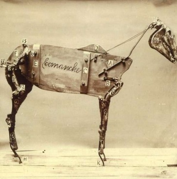 The horse comanche