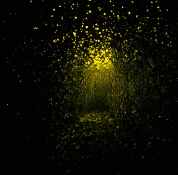 Burst apart