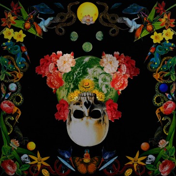 Helichrysum  (purple vinyl)