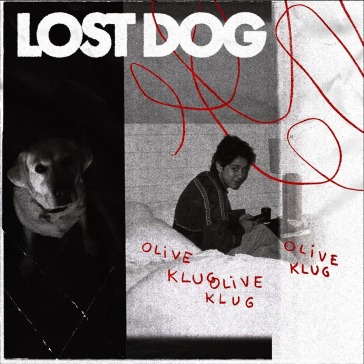 Lost dog