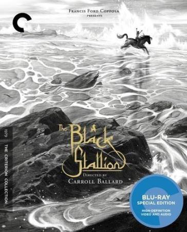 Black stallion