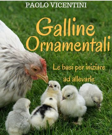 Galline Ornamentali: le basi per iniziare ad allevarle