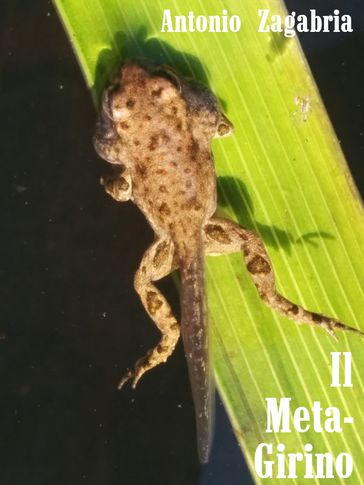 Il meta-girino.