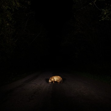 Badger