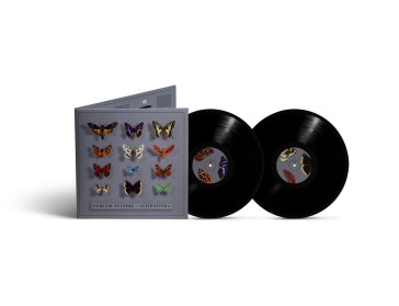 Lepidoptera
