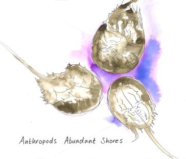 Abundant shores