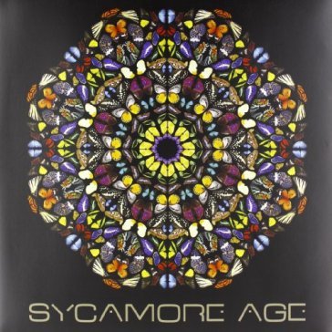 Sycamore age