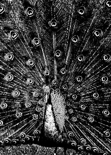 Merzphysics