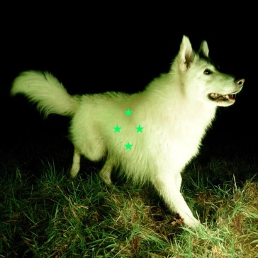 Compare what s there (fluorescent green