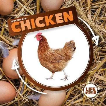 Life Cycle of a Chicken