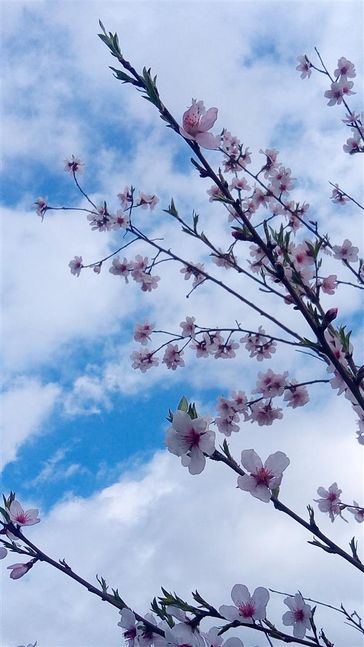 Hanami