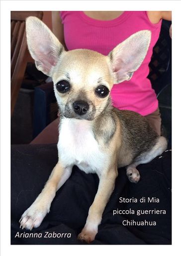 Storia di Mia....piccola guerriera Chihuahua