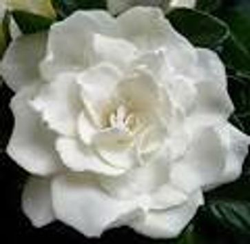 Fiori di Gardenia