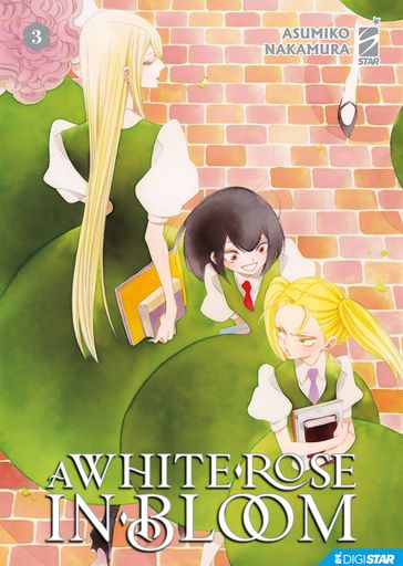 A white rose in bloom 3