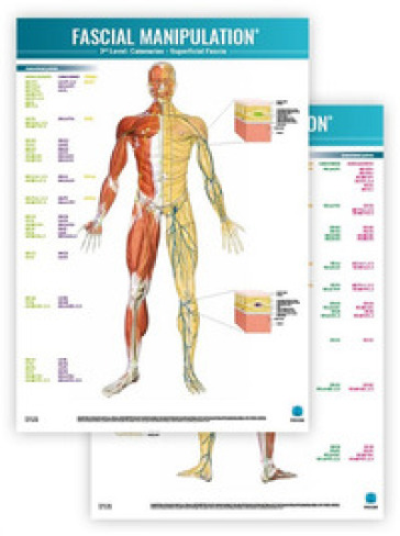 Fascial manipulation. 3rd level poster: catenaries-superficial fascia