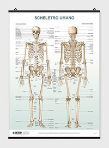 Poster scheletro umano
