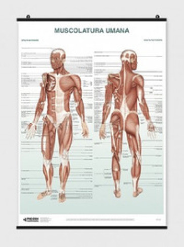 Poster muscolatura umana
