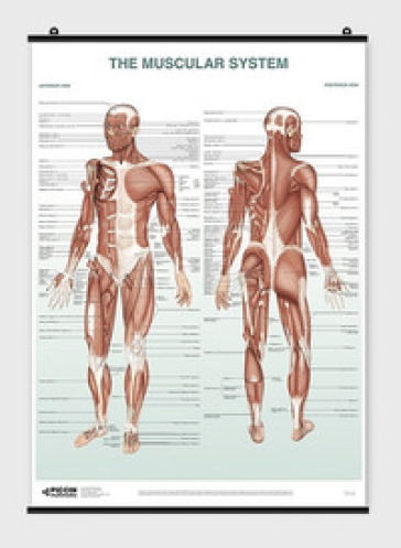 The muscular system