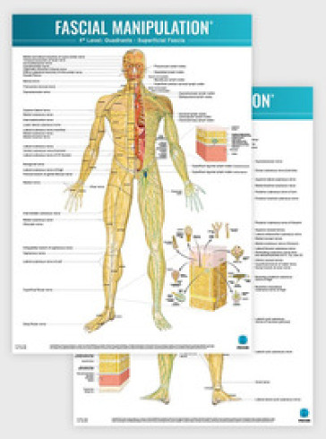 Fascial manipulation. 4th level poster: quadrants-superficial fascia