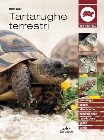 Tartarughe terrestri