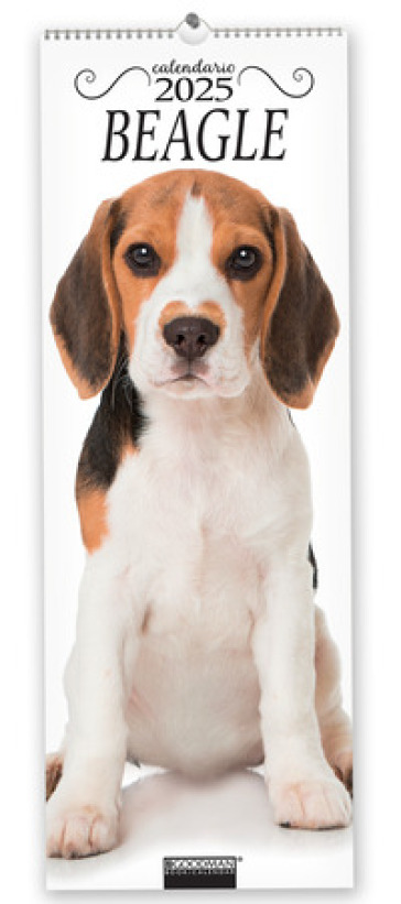 Beagle. Calendario 2025. Long-image