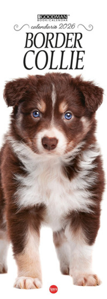 Border Collie. Calendario 2026. Long