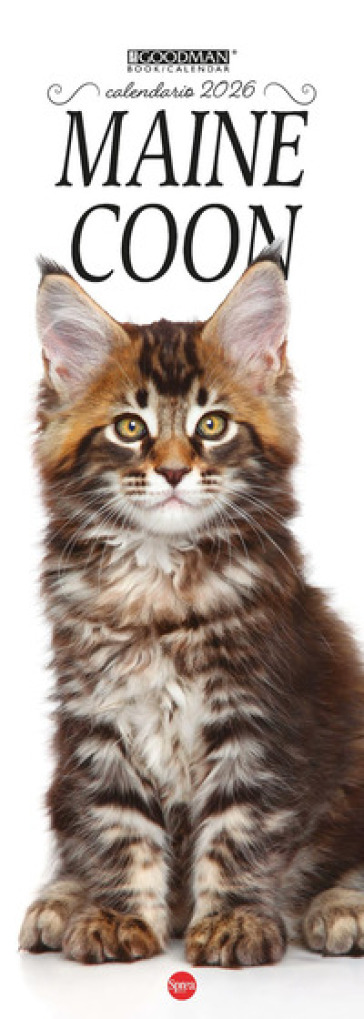 Calendario Maine Coon. Calendario 2026. Long