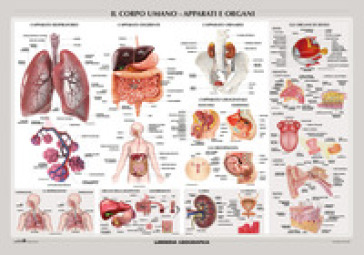 Corpo umano. Apparati e organi. Carta murale scientifica