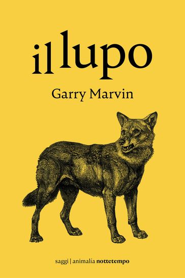Il Lupo
