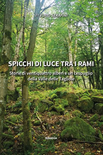 Spicchi di luce tra i rami